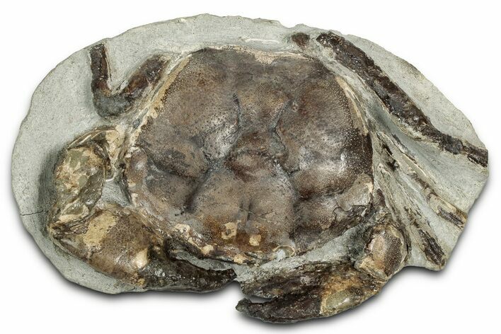 Oligocene Fossil Crab (Branchioplax) - Washington State #355014